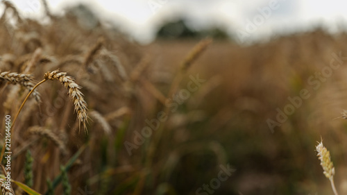 Fotografía Golden wheat field in soft focus under a cloudy sky during harvest season
