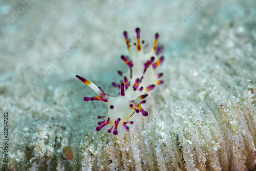 Foto Aegires villosus @ Romblon, The Philippines