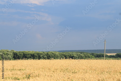 Photography wheat field with blue sky and clouds