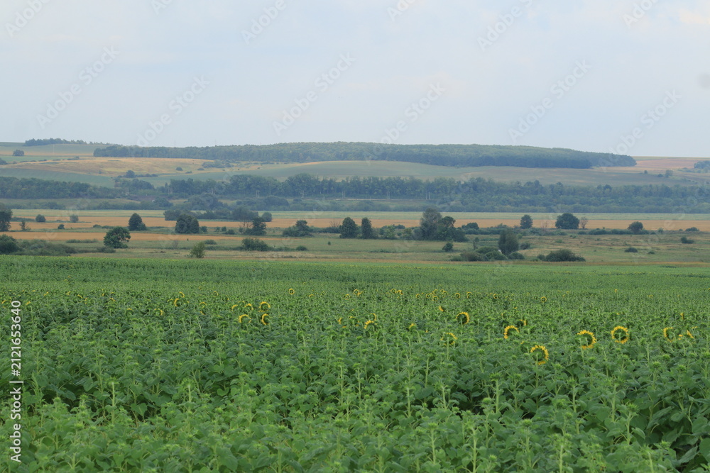 Fototapeta premium rural landscape in the summer