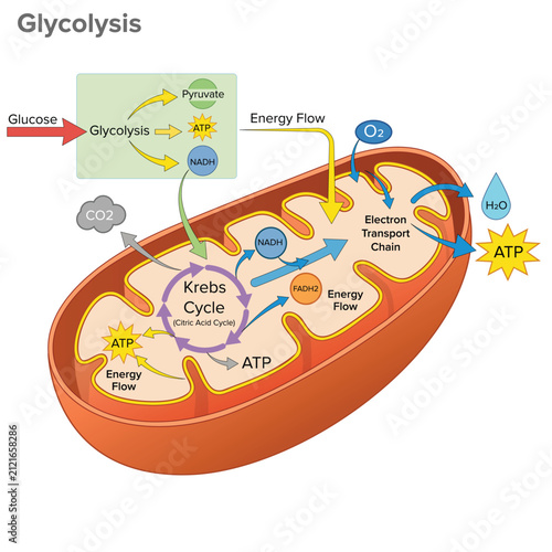 Cellular Respiration Pathway Infographic with Glycolysis, Krebs Cycle and Electron Transport Chain, Cellular Respiration Process Diagram