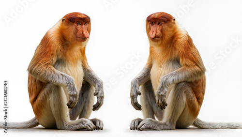 Adult Proboscis Monkey Isolated on Seamless White Studio Background