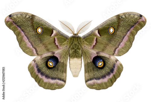 Detailed symmetrical view of a Polyphemus moth with prominent eyespots