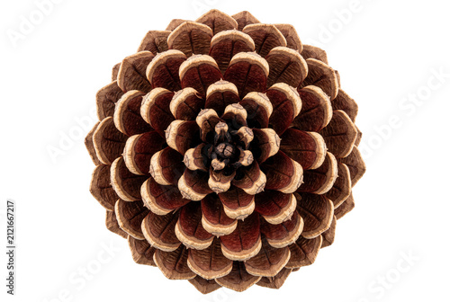 Detailed Symmetrical Pattern of a Pinecone Scale Arrangement