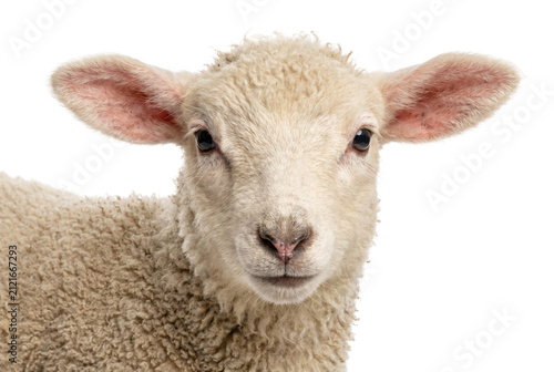 Фотография Close Up Portrait of a Young Lamb with Soft White Wool