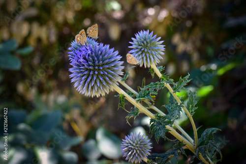 фотографія Butterflies on blue thistle flowers
