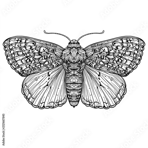 Ornamental Moth Illustration