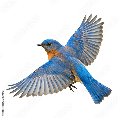 Beautiful bluebird flying with wings spread wide