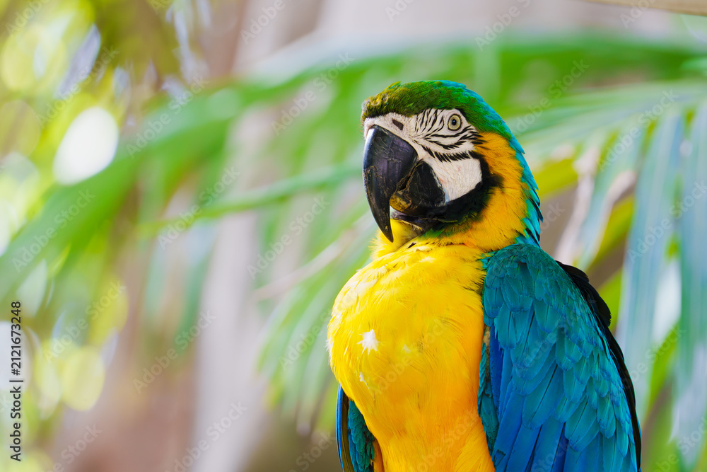 Obraz premium Blue-and-yellow macaw parrot looking right