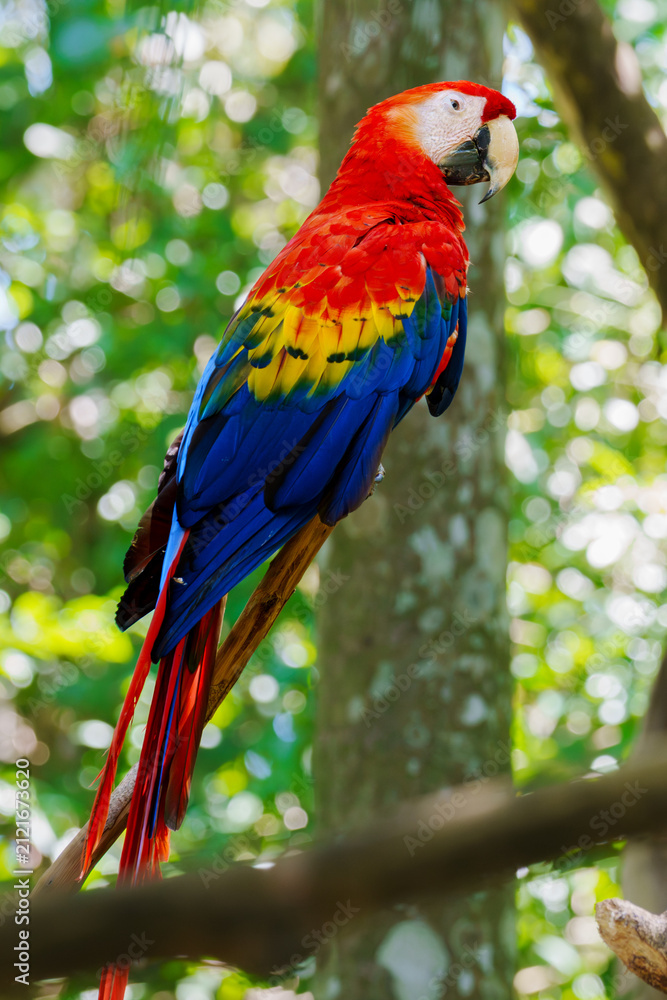Obraz premium Scarlet macaw (Ara macao)perching on a tree branch in costa rica