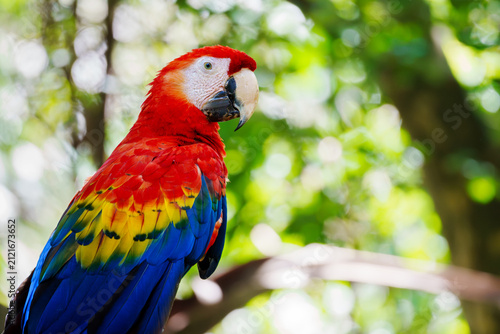 Принти на полотні Scarlet macaw (Ara macao) sitting in rainforest tree