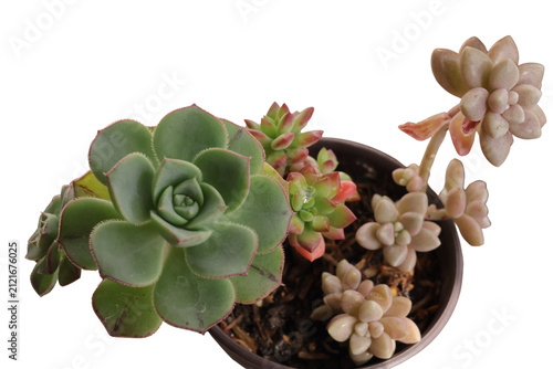 Fotografía Una planta de Echeveria elegante en un matero en un fondo transparente