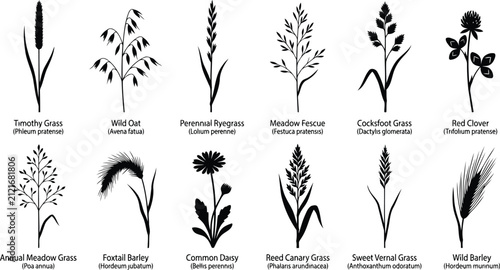 Foto Botanical Illustrations Of Various Grasses And Clover Black And White