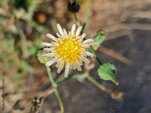close up of a pale yellow wildflower with soft blurred background