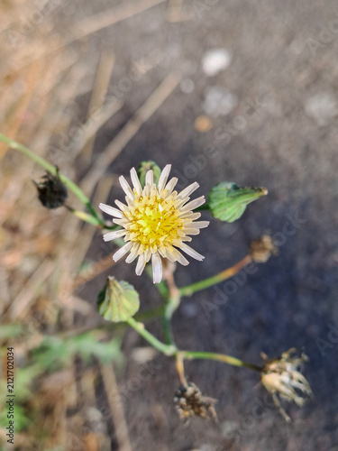 close up of a pale yellow wildflower with soft blurred background