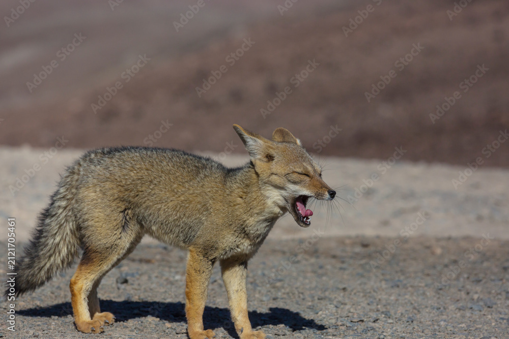 Fototapeta premium Fox in Patagonia