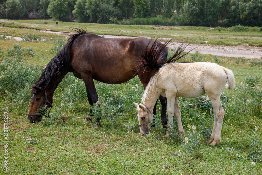 Fototapeta premium Brown mare grazes beside a white foal