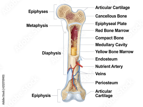 Anatomical diagram of long bone structure with labels isolated on white background