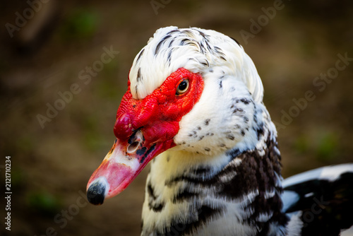Fotografie Close Up Portrait of Muscovy Duck with Distinctive Red Facial Caruncles, Detaile
