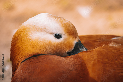 Bild auf Leinwand Ruddy Shelduck Resting with Head Tucked into Feathers, Close Up Wildlife Portrai