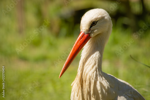 Fotografía White Stork Standing in Green Grass, Detailed Wildlife Portrait with Red Beak, E