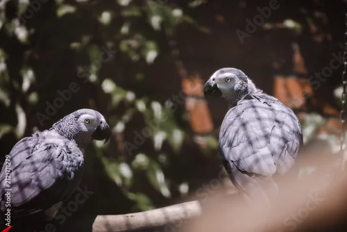 Fototapeta na wymiar Pair of African Grey Parrots Perched on Branch in Natural Light, Intelligent Exotic Birds with Detailed Gray Plumage, Wildlife Portrait of Companion Tropical Parrots