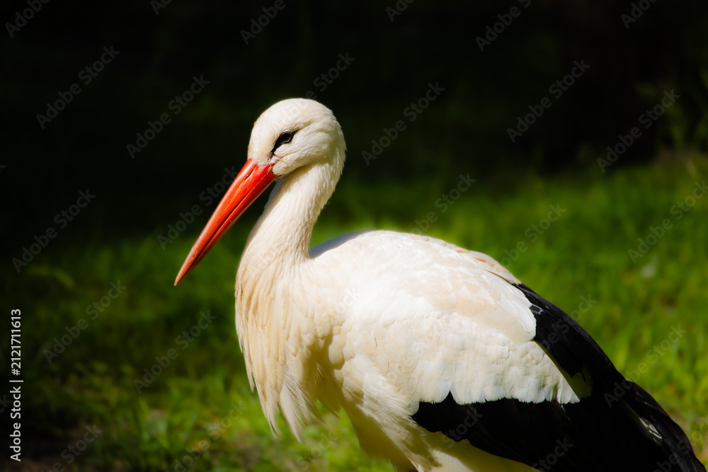 Fototapeta premium White Stork Standing in Green Grass, Detailed Wildlife Portrait with Red Beak, Elegant Plumage and Natural Habitat Background in Bright Daylight Conditions
