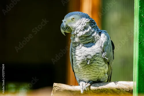 Fototapeta samoprzylepna African Grey Parrot Perched on Wooden Branch, Intelligent Exotic Bird with Detailed Gray Plumage, Wildlife Portrait of a Famous Talking Parrot in Natural Light