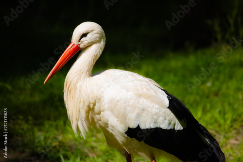Foto White Stork Standing in Green Grass, Detailed Wildlife Portrait with Red Beak, E