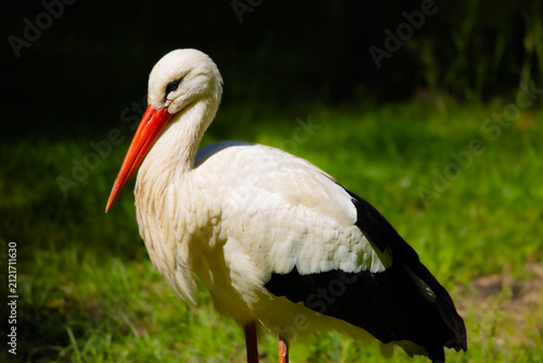 Foto White Stork Standing in Green Grass, Detailed Wildlife Portrait with Red Beak, E