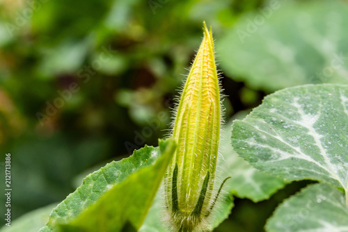 Fotografie Agricultura ecológica en un huerto urbano.