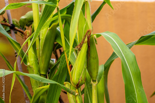 Zea mays pertenece a la familia Poaceae.