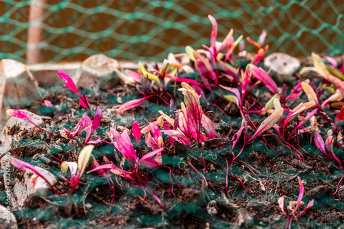 Fotografie Agricultura ecológica en un huerto urbano.