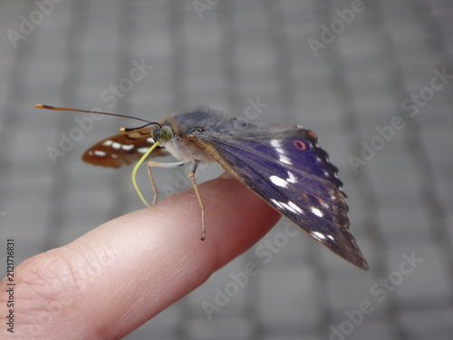 The lesser purple emperor butterfly (Apatura ilia), male drinking sweat from a human finger