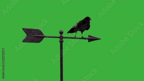 Raven on a metal arrow green screen