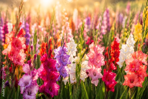 field of flowers, gladioli