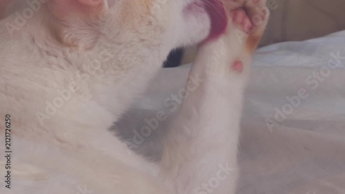 Cream Cat Grooming Its Paw