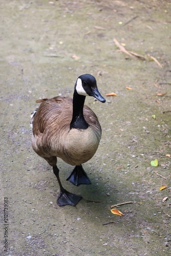 Картината върху платно Canada goose waddling forward on dry ground in summer