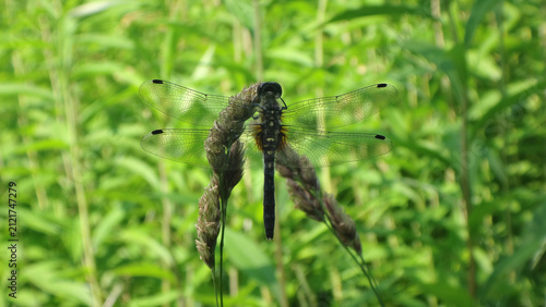 The dark whiteface dragonfly (Leucorrhinia albifrons), female perching on an ear of grass