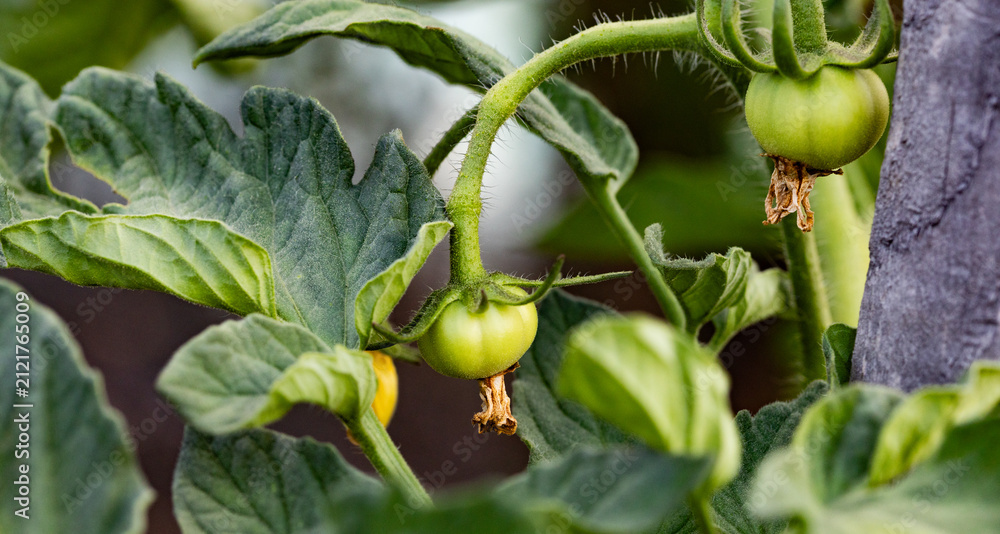Obraz premium organic tomatoes growing in garden