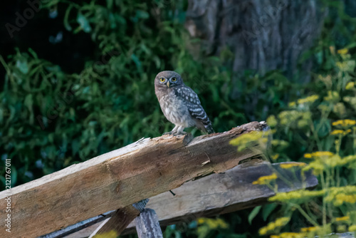 Foto A young little owl (Athene noctua) perched on a wooden girder against a green background, looking into a camera in summer twilight