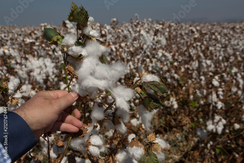 A cotton field before the bountiful harvest