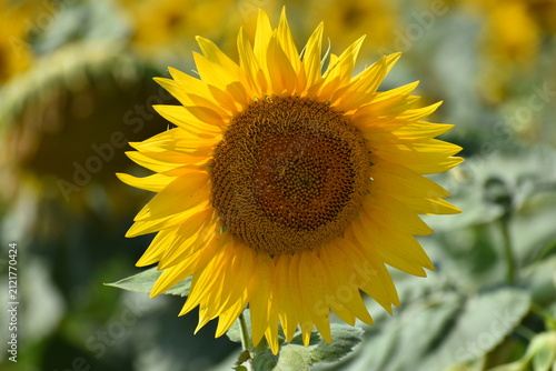 Фотография un tournesol (Helianthus annuus), plante de la famille des Asteraceae