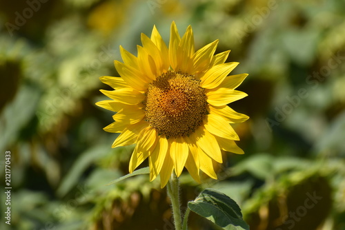 фотографія un tournesol (Helianthus annuus), plante de la famille des Asteraceae