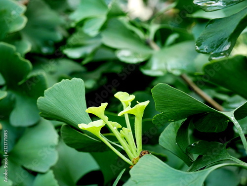 Foto A close-up of a ginkgo tree with vibrant green leaves, some with dew drops clinging to them
