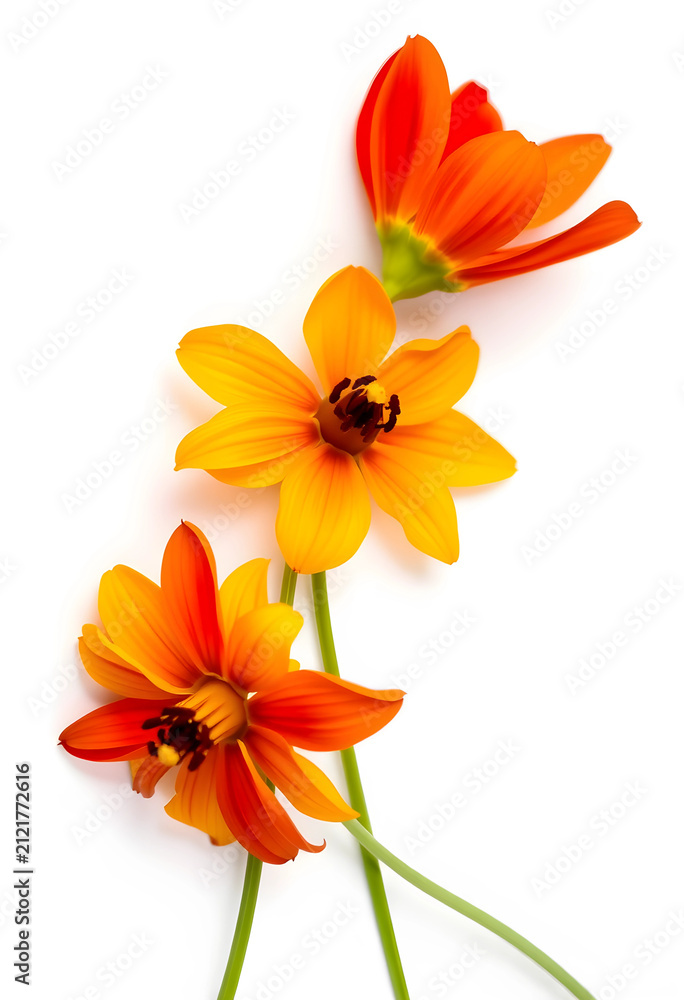 Fototapeta premium Three orange and yellow flowers with green stems, nature and botany concept, isolated on a clean white background