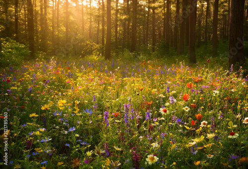 Lush wildflower meadow with...