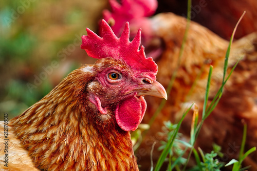 Close up of a free roaming chicken sitting on the grass in a farm with another chicken in the background