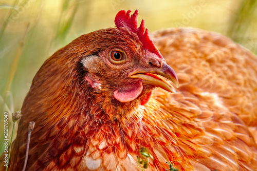 Close up of a free roaming chicken sitting on the grass in a farm