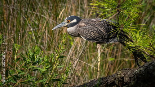 Foto Yellow Crowned Night Heron